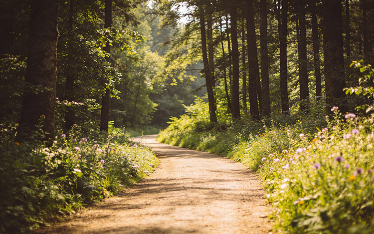 Peaceful path through natural setting, symbolising the beginning of a personal growth journey and hope for the future