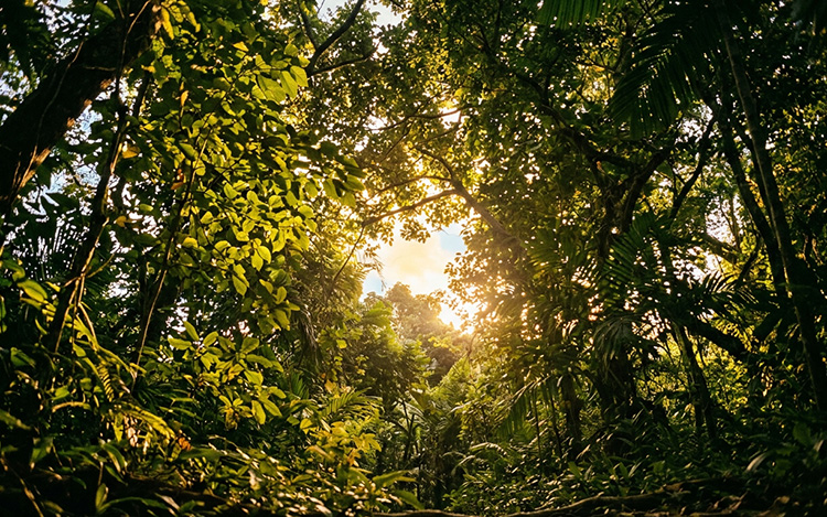 Golden light breaking through a forest canopy from below, representing hope and clarity through counselling for work anxiety